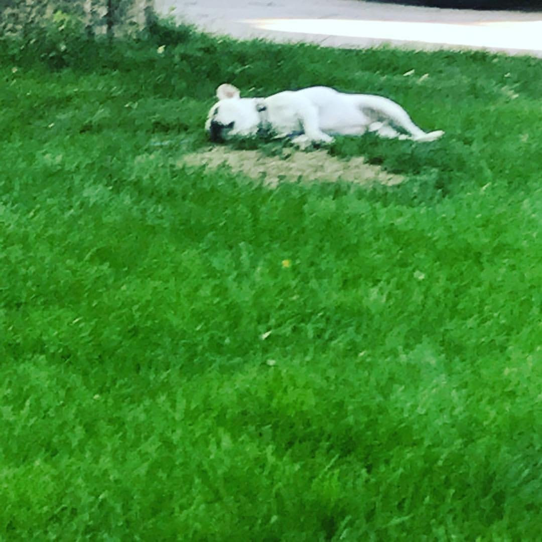 Damn it too hot!?! #itsadogslife