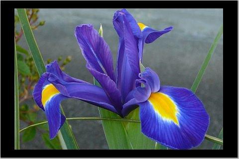 An iris from my front yard.