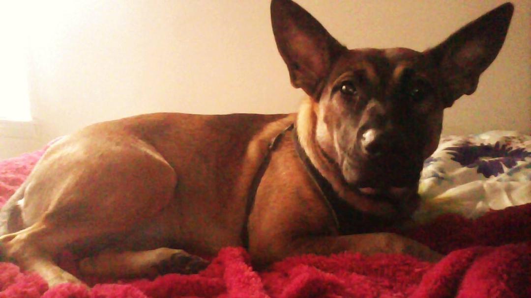 Zoey has some long ears