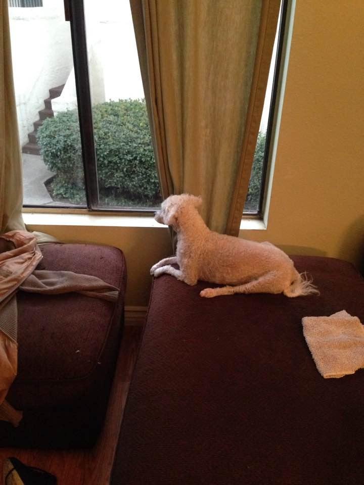 We are feeling safe tonight, our guard dog Skipper is on duty!