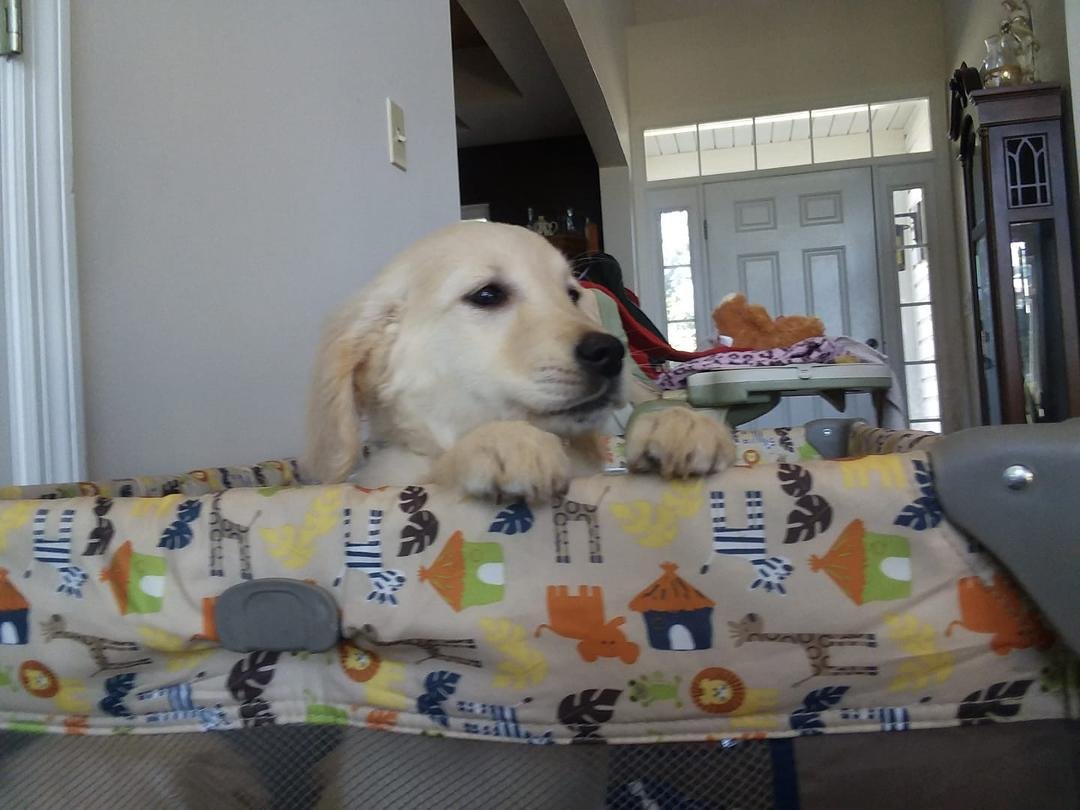 This is Daisy she needs a new home! Her dad is a golden retriever her mom was a blond retriever