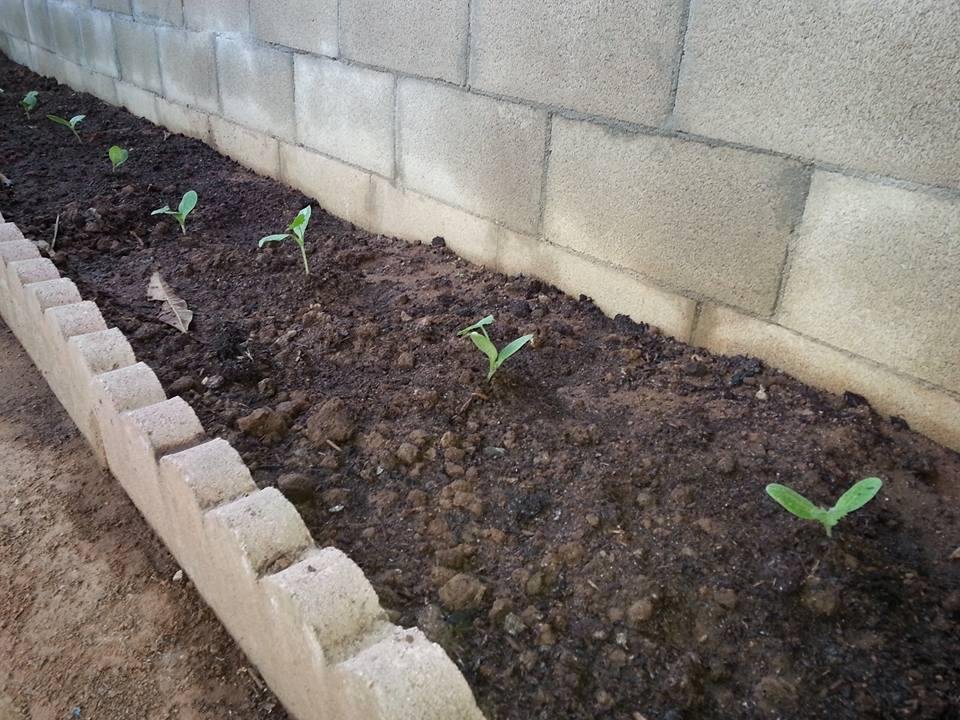 Zucchini has a while to go