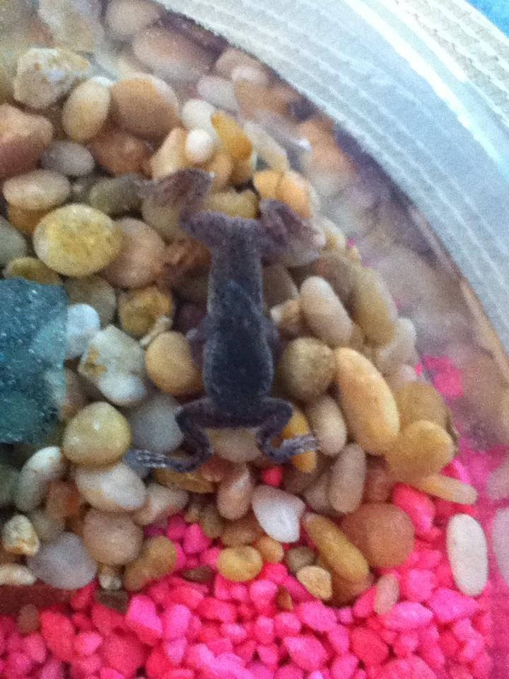 The mini frogs my grandsons gave me are going on their third year of living with us, today they are now clean and happy