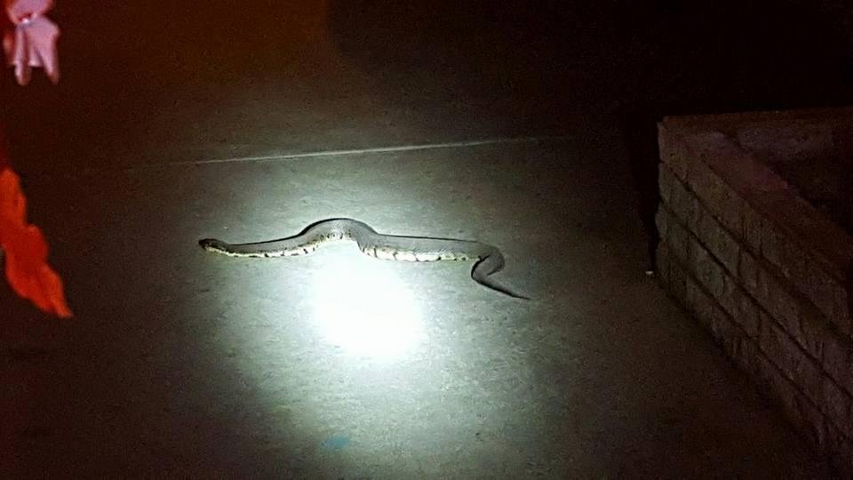 What kind of snake is this ?