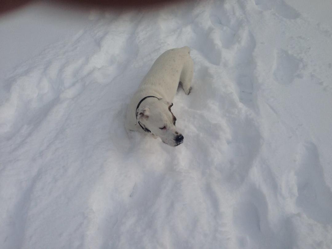 Bosley loving the snow