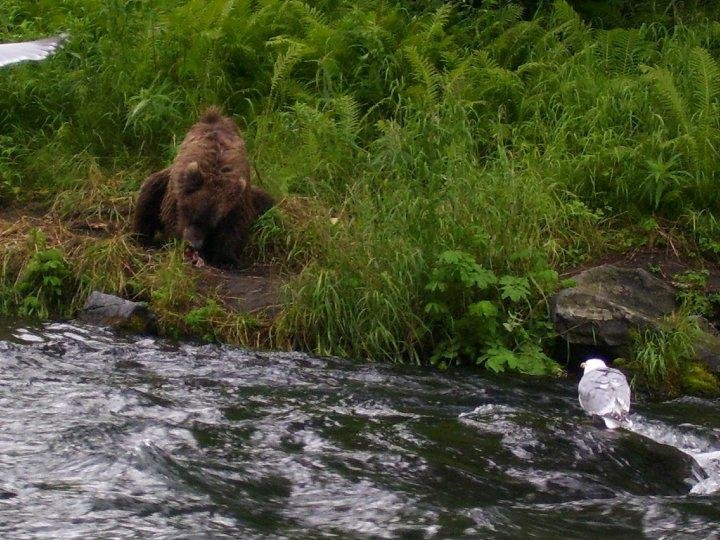 Bear and Seagull - I can't believe he stole my lunch.