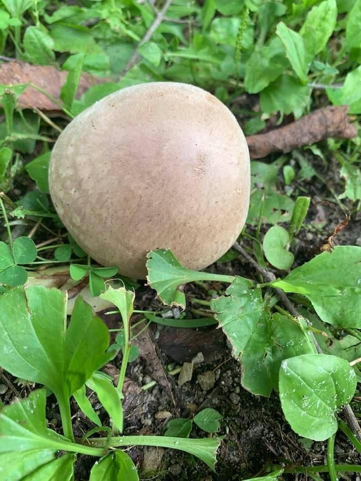 Ok anyone know what kind of mushroom this is? If even a mushroom 🤷♀️