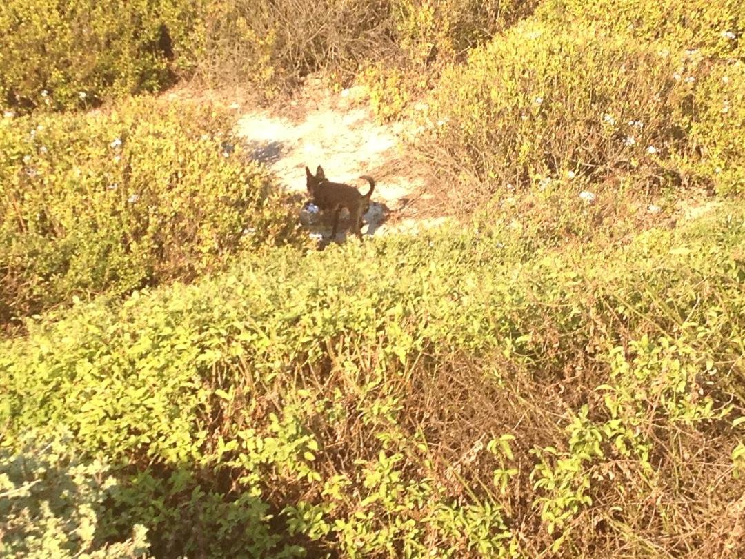 Rocco Taco chasing rabbits! Couldn't get him down from the bushes.