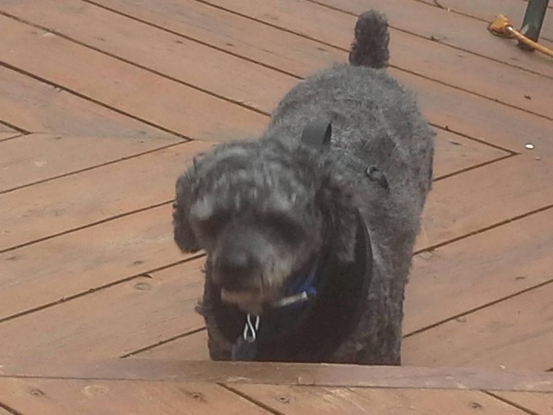 we welcome Eddy to our home - up in years with some medical issues so a good match for us :)