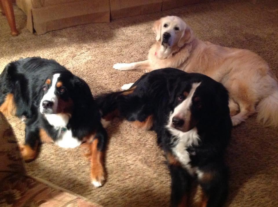 Happy National Pet Day!