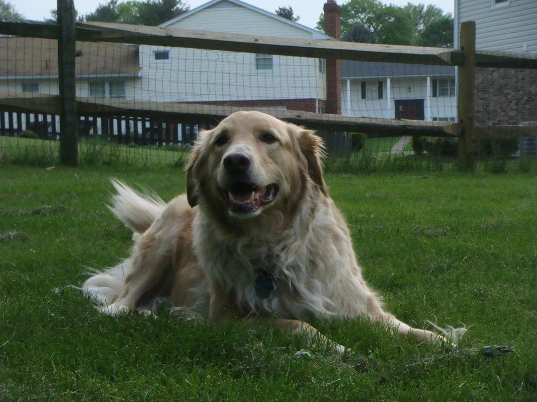 We lost our precious Golden, Sunny, after midnight last night at the emergency vets. We had him ten years but of course that doesn't make it easier. Very hard right now.