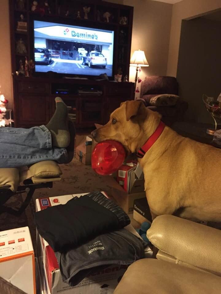 Duke's new toy from Santa!