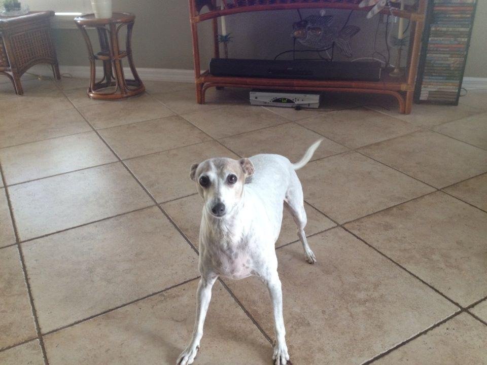 Happy Doggy Day Gianni