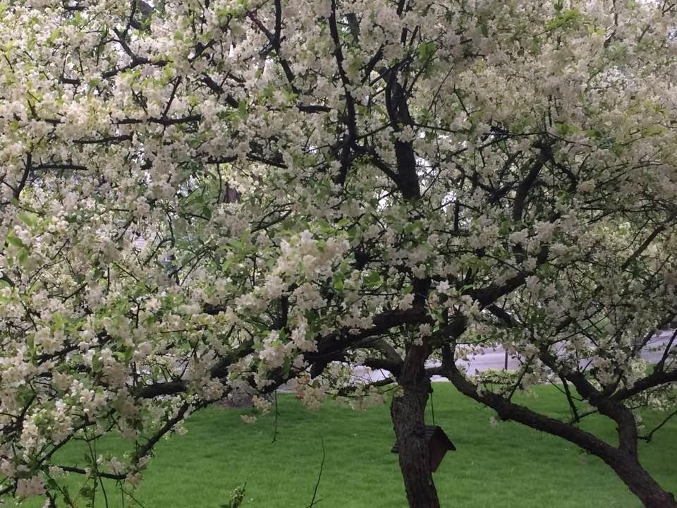 Looking at my Crab Apple Tree in full bloom on this rainy, cold day in April.