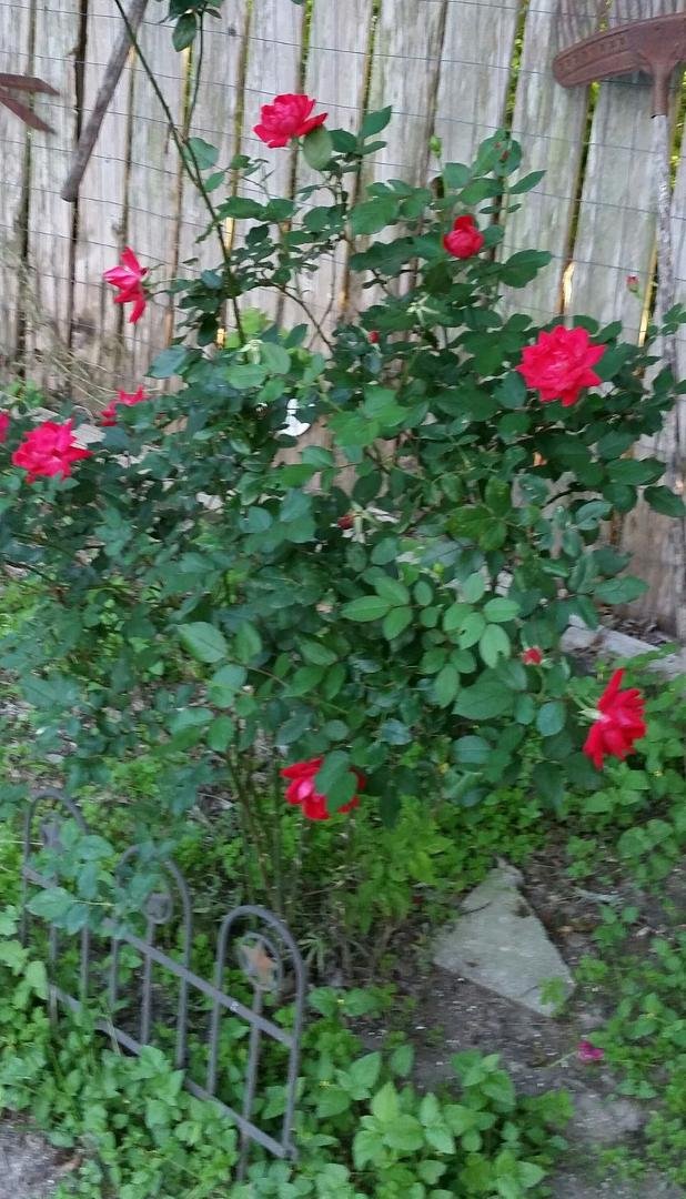 Lovely little roses...