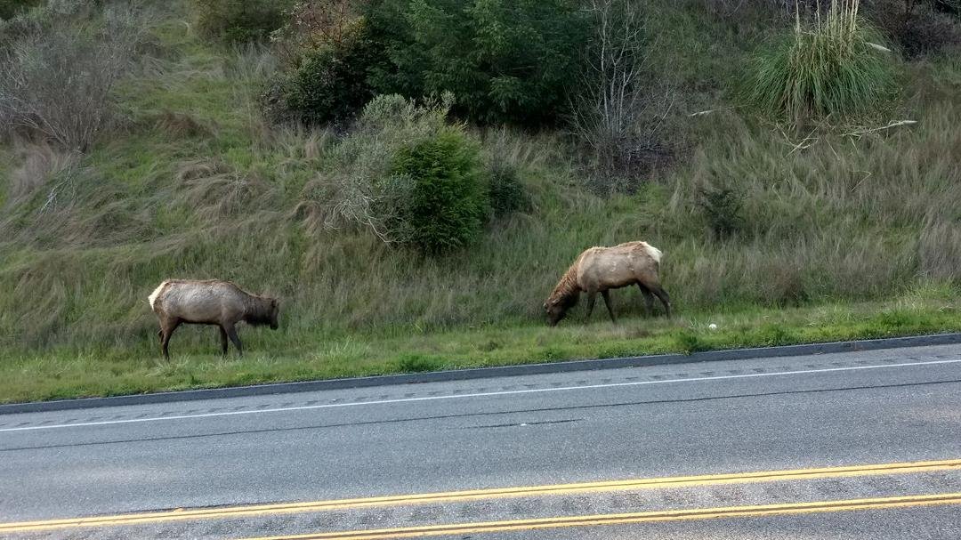 While rolling up Cal. 101 around a corner and here they are. 5 altogether right on the side of the highway. Nice.