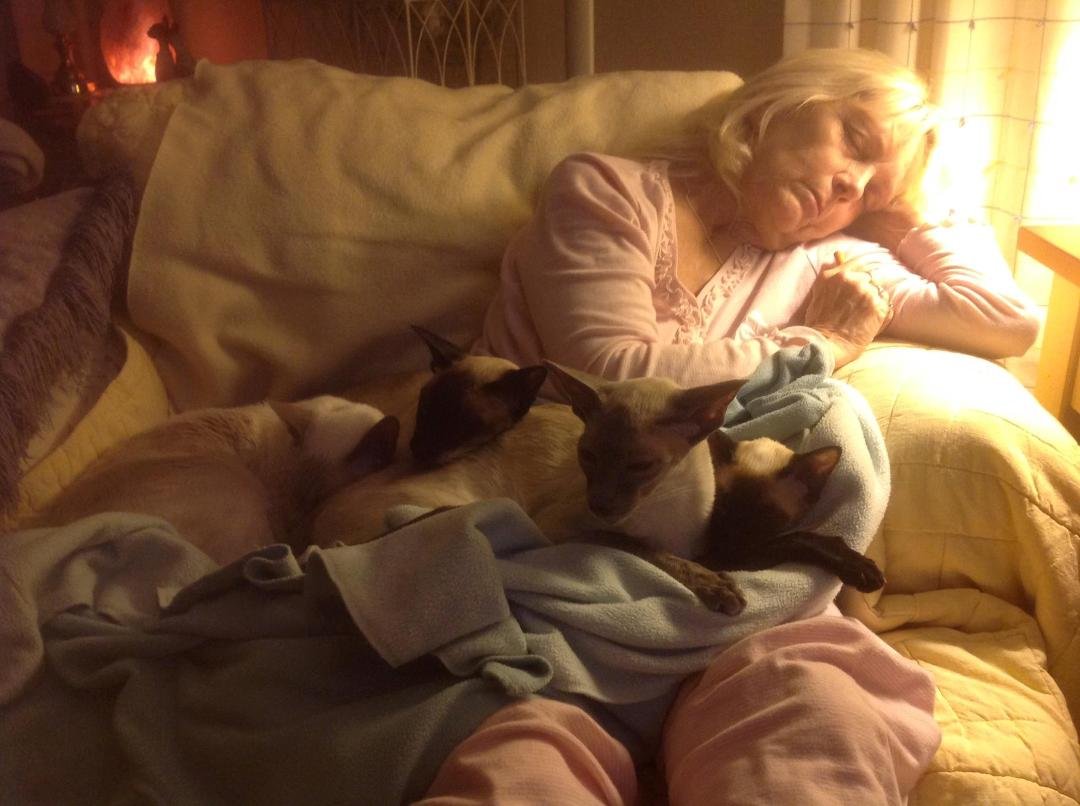 Ginnie Fast Asleep With All Four Cats On Her Lap