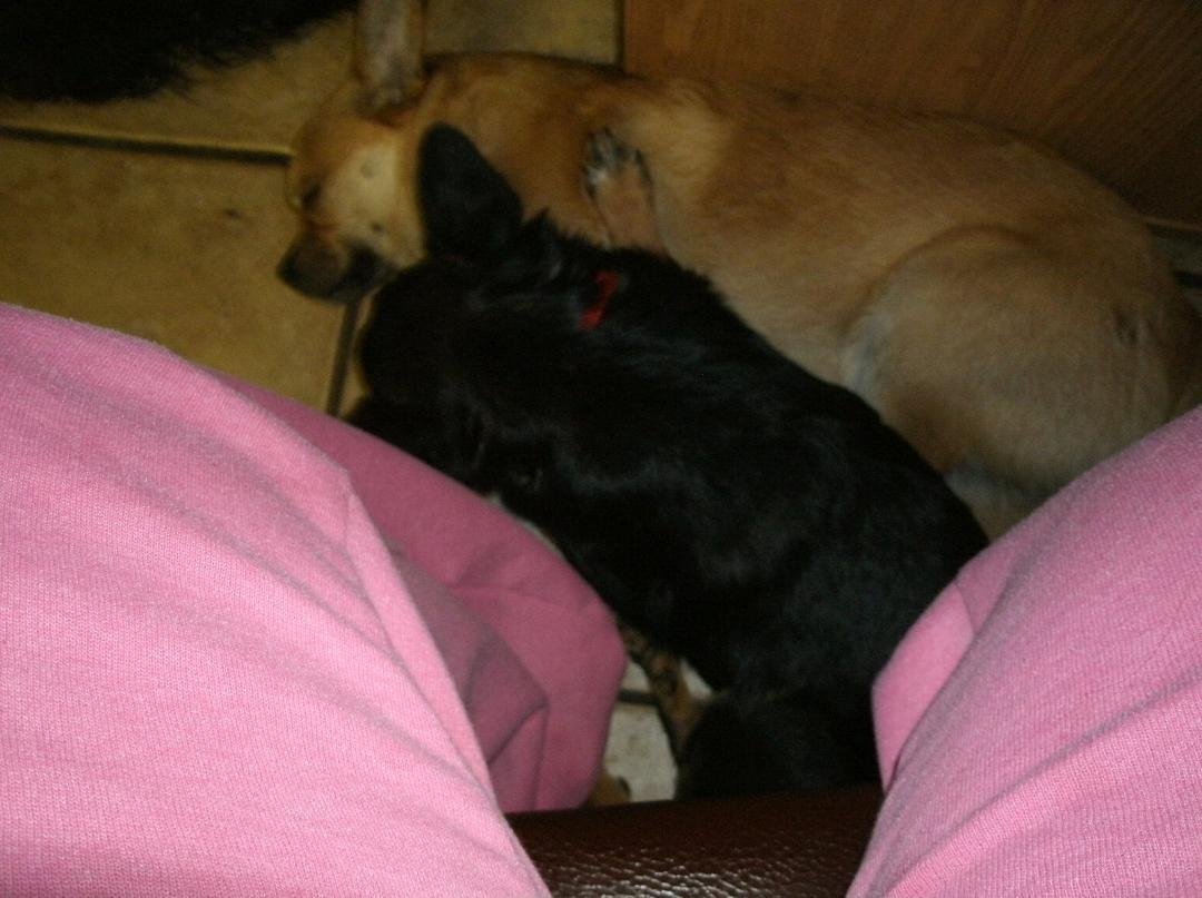 The brown one here is Amish. We call him Amish because he came from an Amish Farm. The black one is Pepper. Hes a runt.