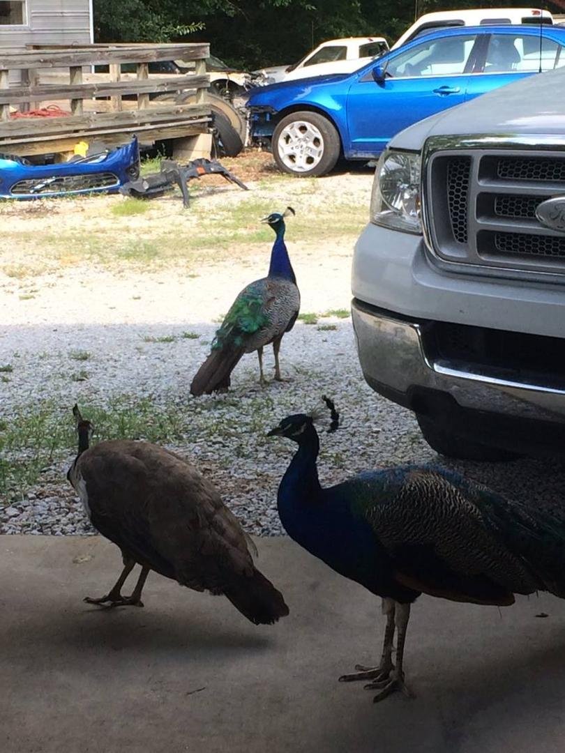 Three peacocks have invaded the shop lol