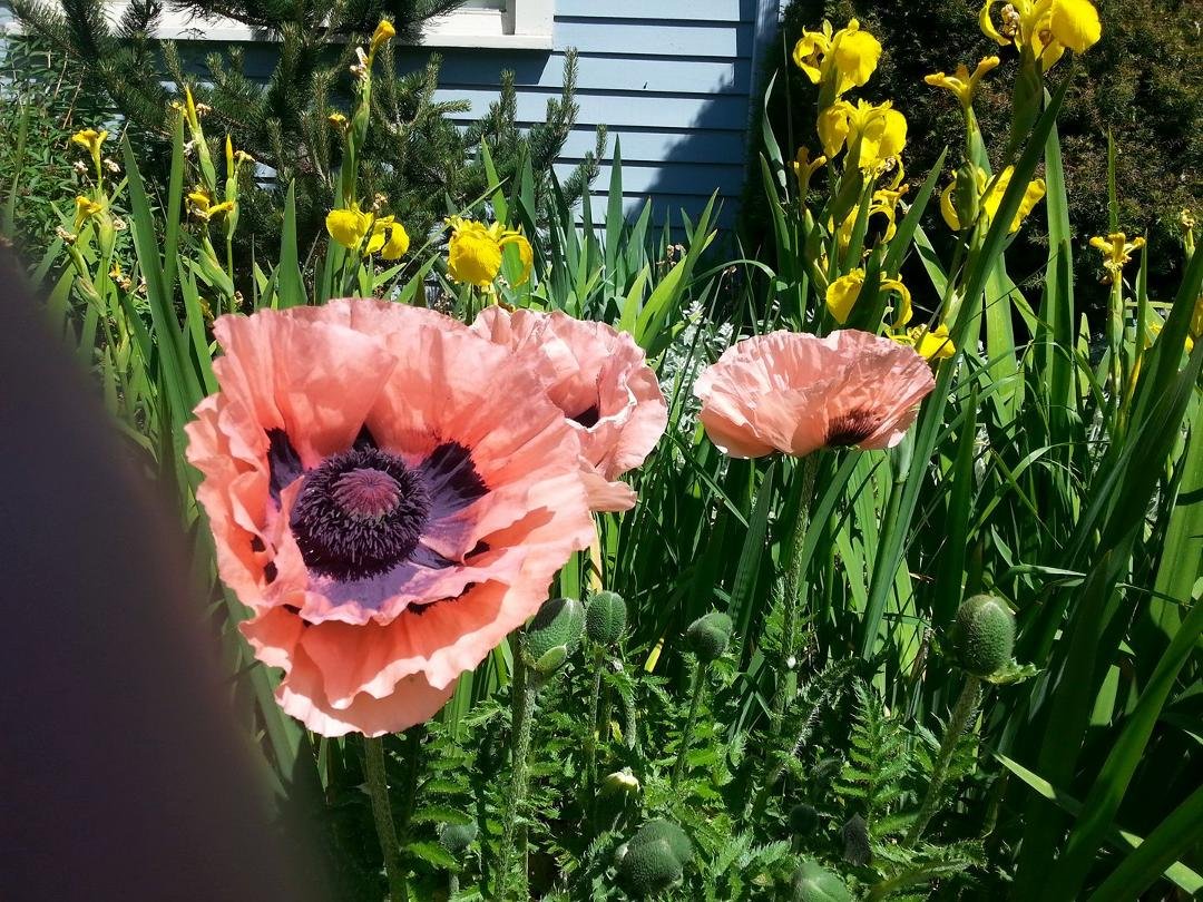 Lunch time walk,saw these beautiful large paper like flowers. What a sight!
