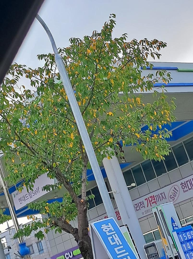 Someone pulled the Fall switch, last week temps in the mid to lower 90s. This week temps in the lower 80s, and trees are turning colors.