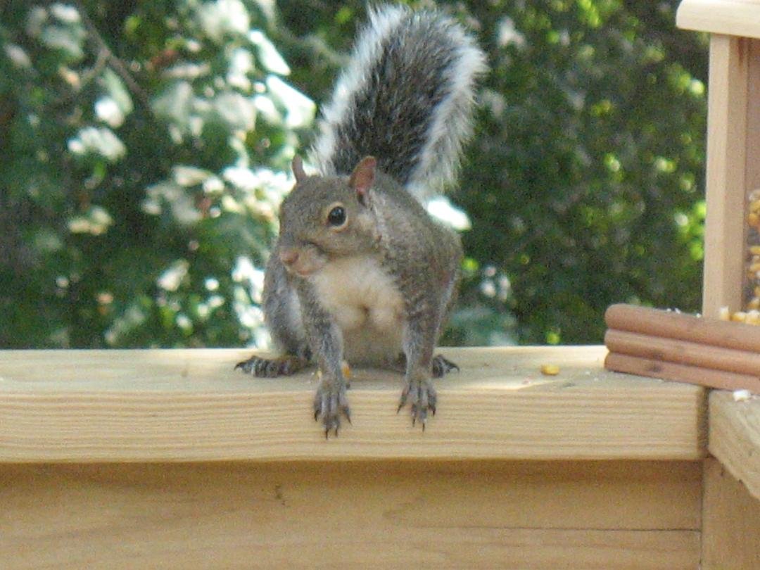 "Rocky" paid me a visit this afternoon.