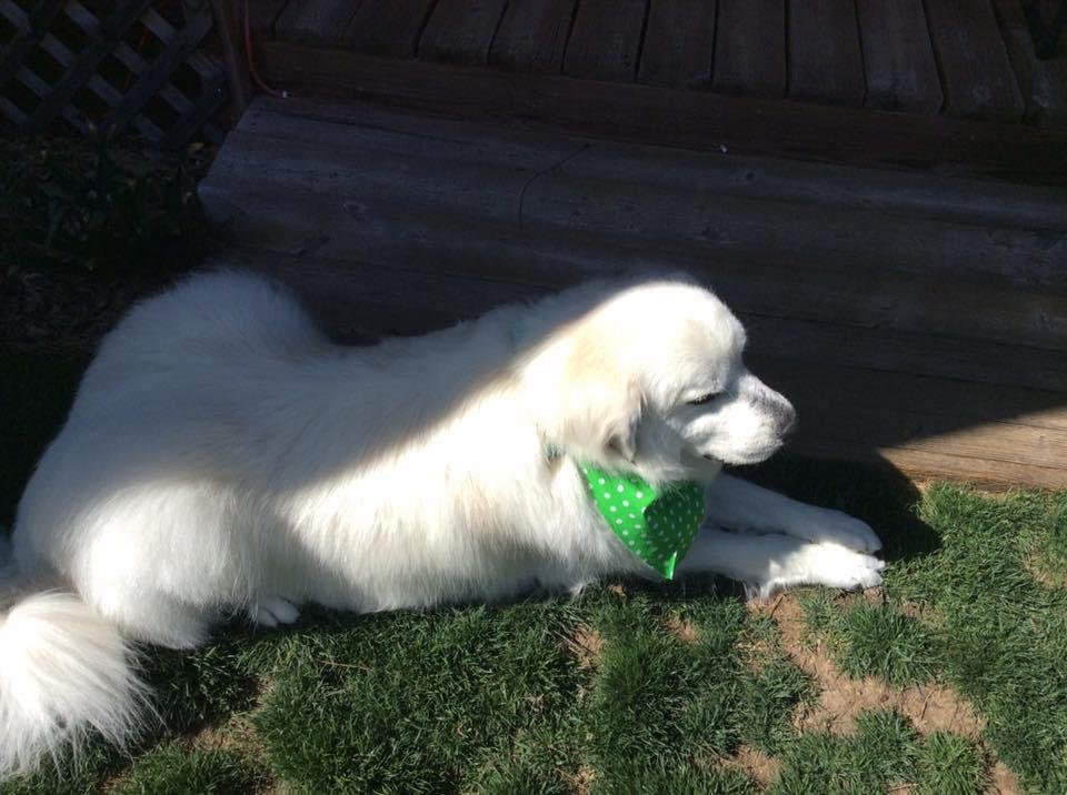 Just got home from the groomers.