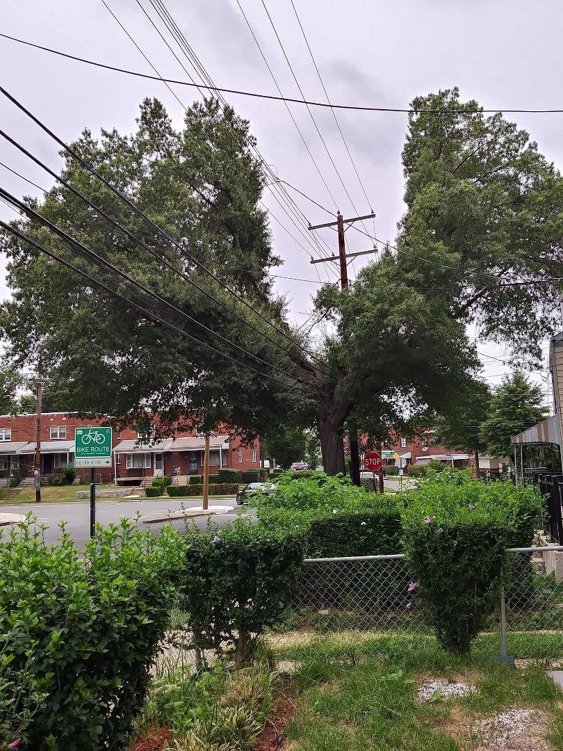 Bullwinkle Tree by Mom's house! 54th & Central Avenue😁