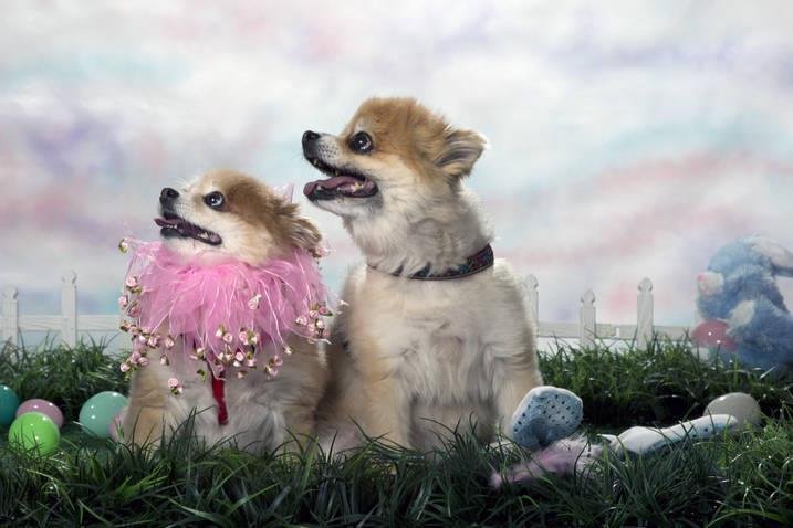 My girls Easter picture. Lacey and Cagney.