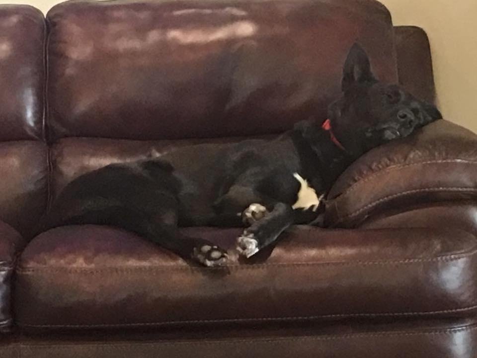 Roxie had a hard day.
She is so abused.