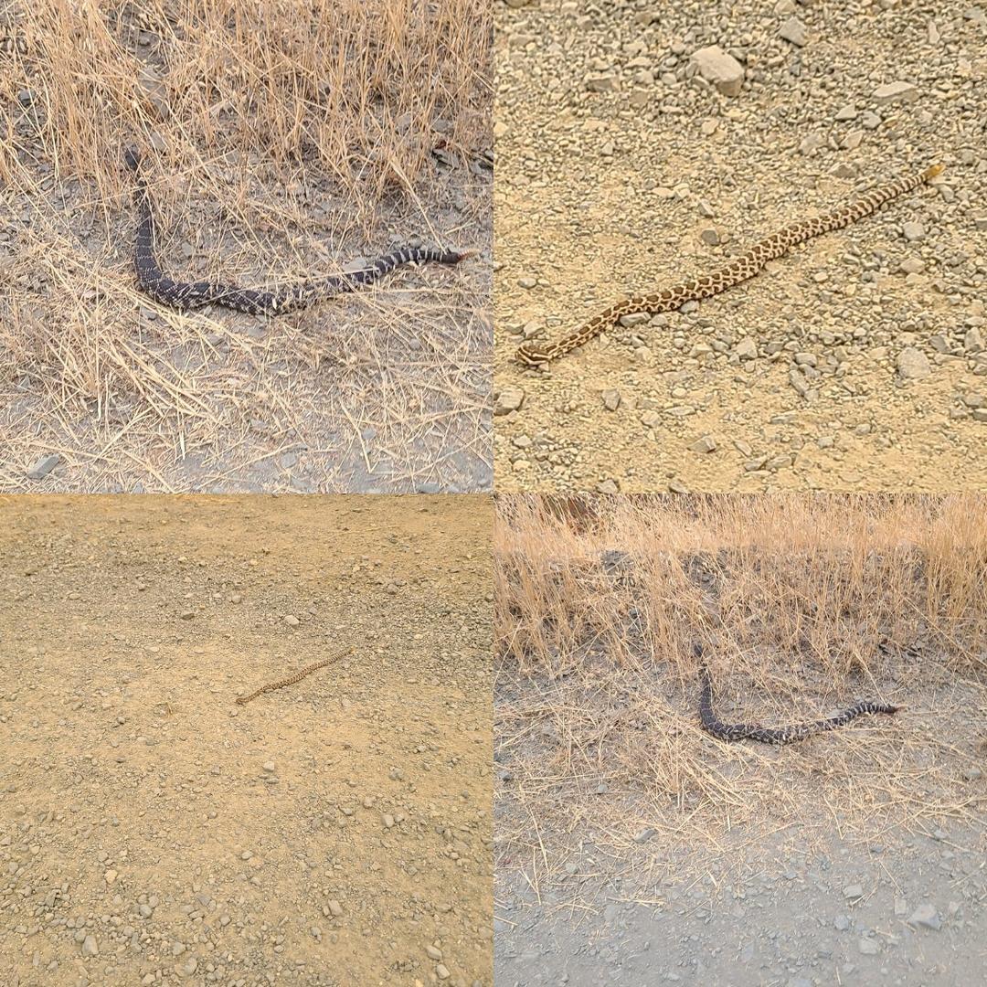 Trying to beat the smoke with a hike in the Santa Monica's. Spotted two rattlesnakes. One was a baby. 🚶‍♂️🪱