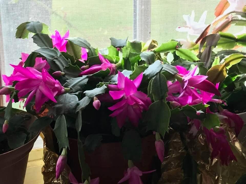 It just keeps blooming