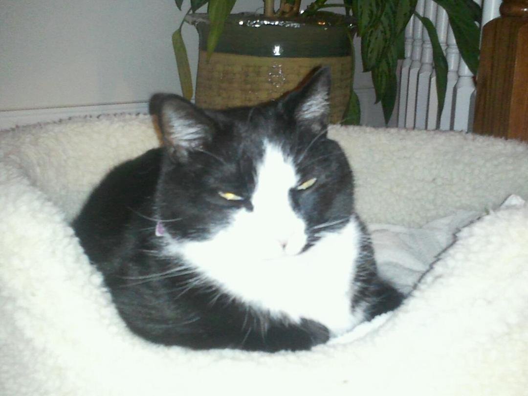 My Bogey