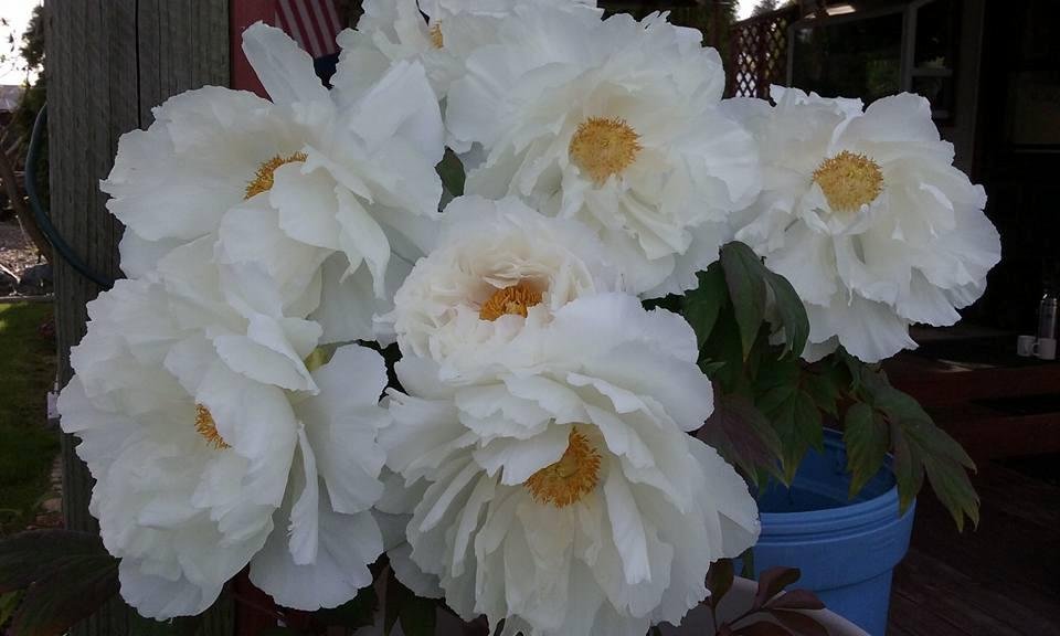 White tree peony is gorgeous