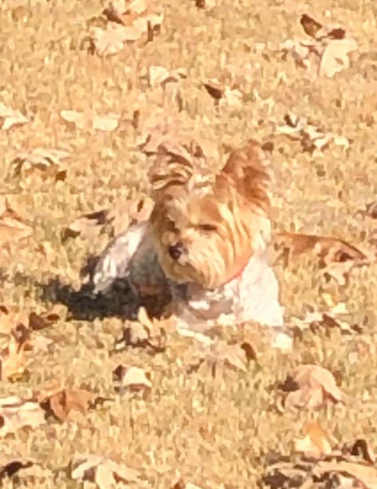 Looks like my dog is wearing camouflage today😋