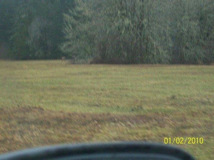 Daniel Wilbert's album, looking for elk