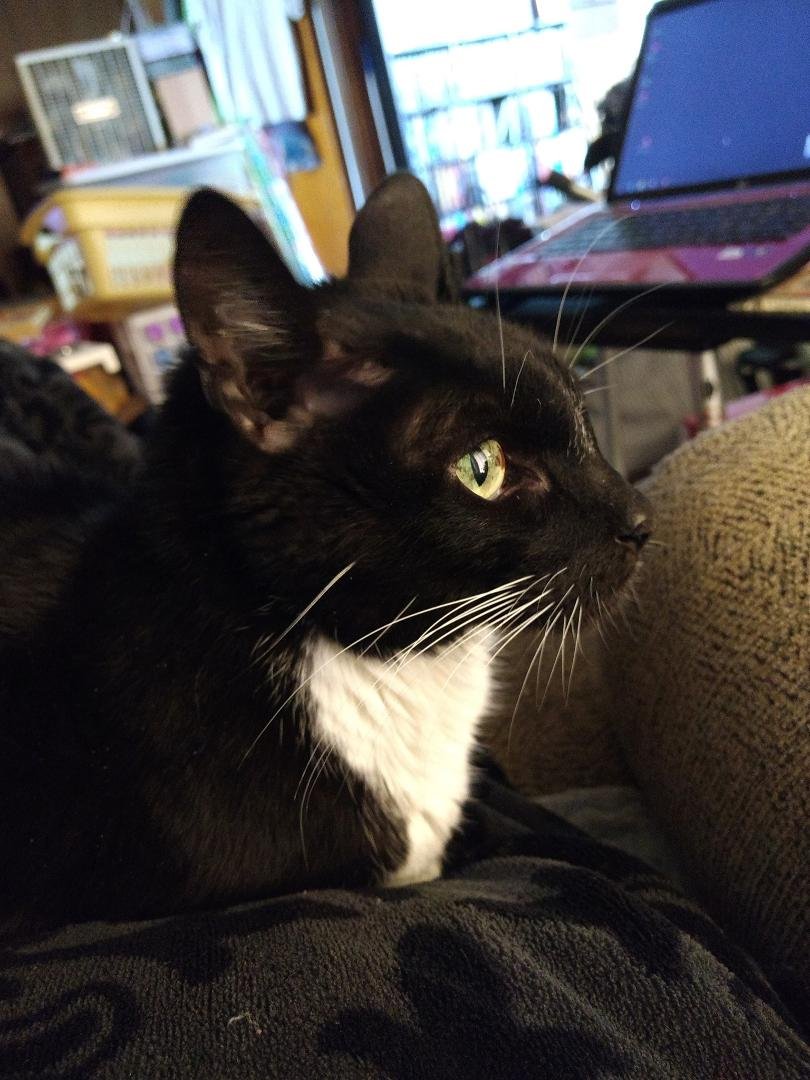 Had to put Harry Potter down this morning. Rest in peace sweet boy.
Went and got comfort food on the way home. Hot Pastrami and a knish.