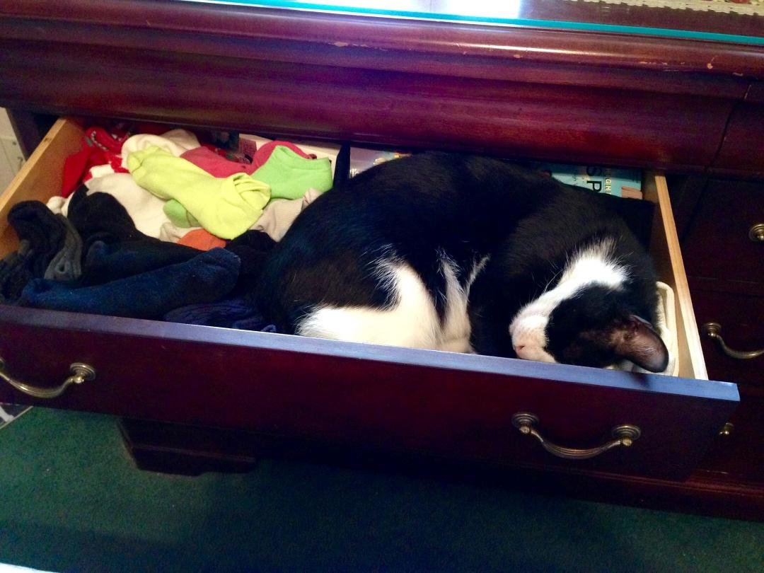 How ironic is this...... My kitty Socks has been napping in my sock drawer for three hours now! I ❤️him! Meow!😻