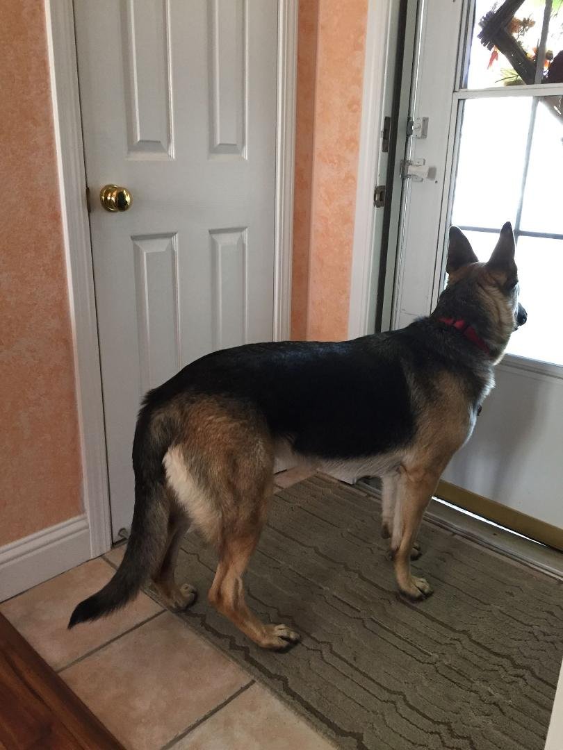 Mistys ready to go for a walk again we're-getting ready to hit the streets
