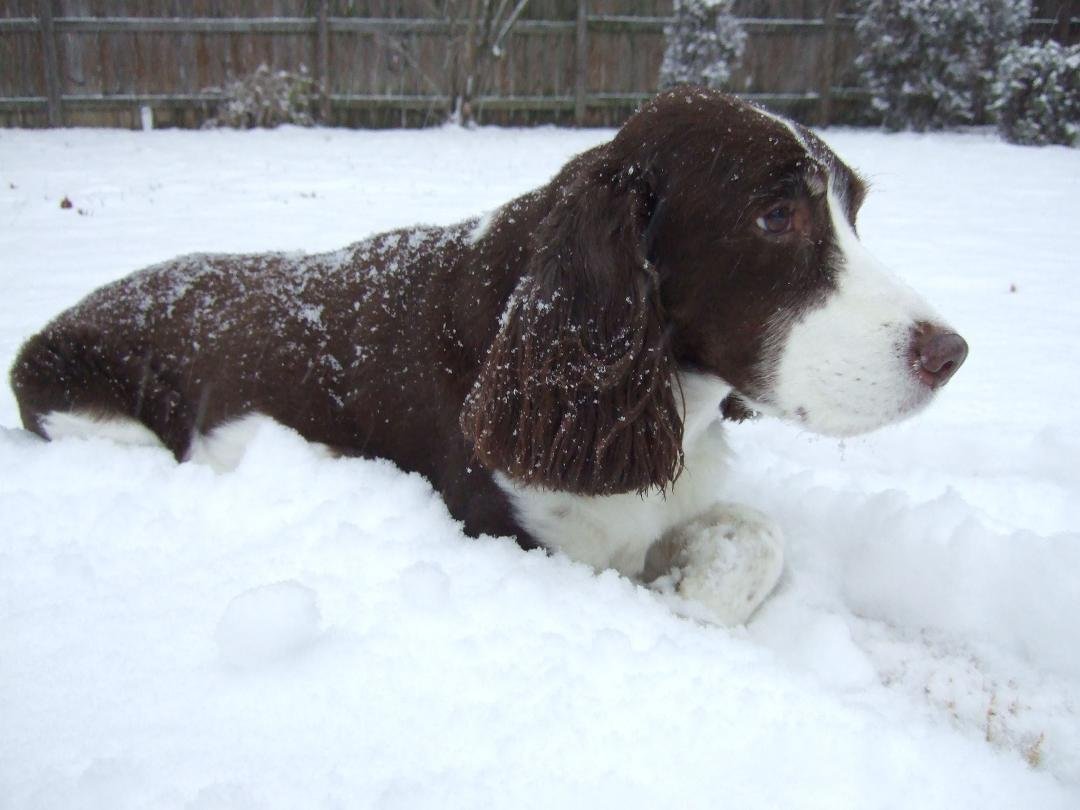 The snow according to Zoe.