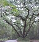 Gordon Malone's album, Secession Oak Bluffton South Carolina