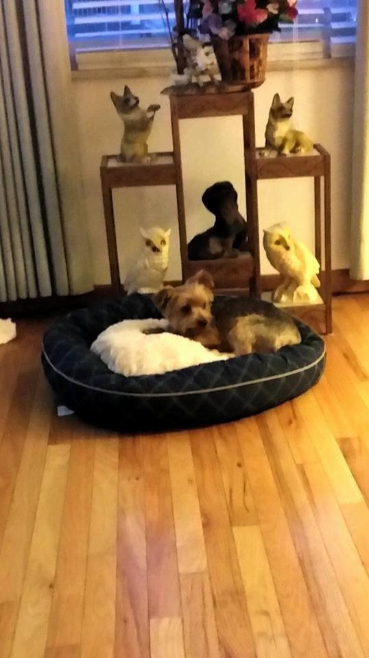 Donese little stinker and his new bed