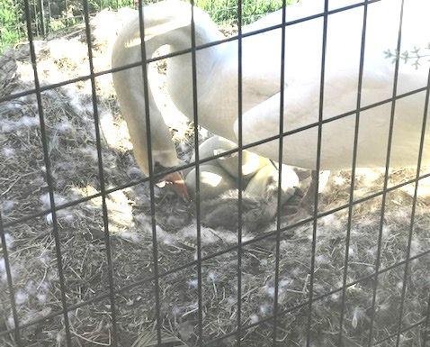 EGG_BREAKING NEWS: Our first grandswan just broke out into the world a few minutes ago as Doe watched. He/She is a big-strapping baby. More pics as other developments happen.