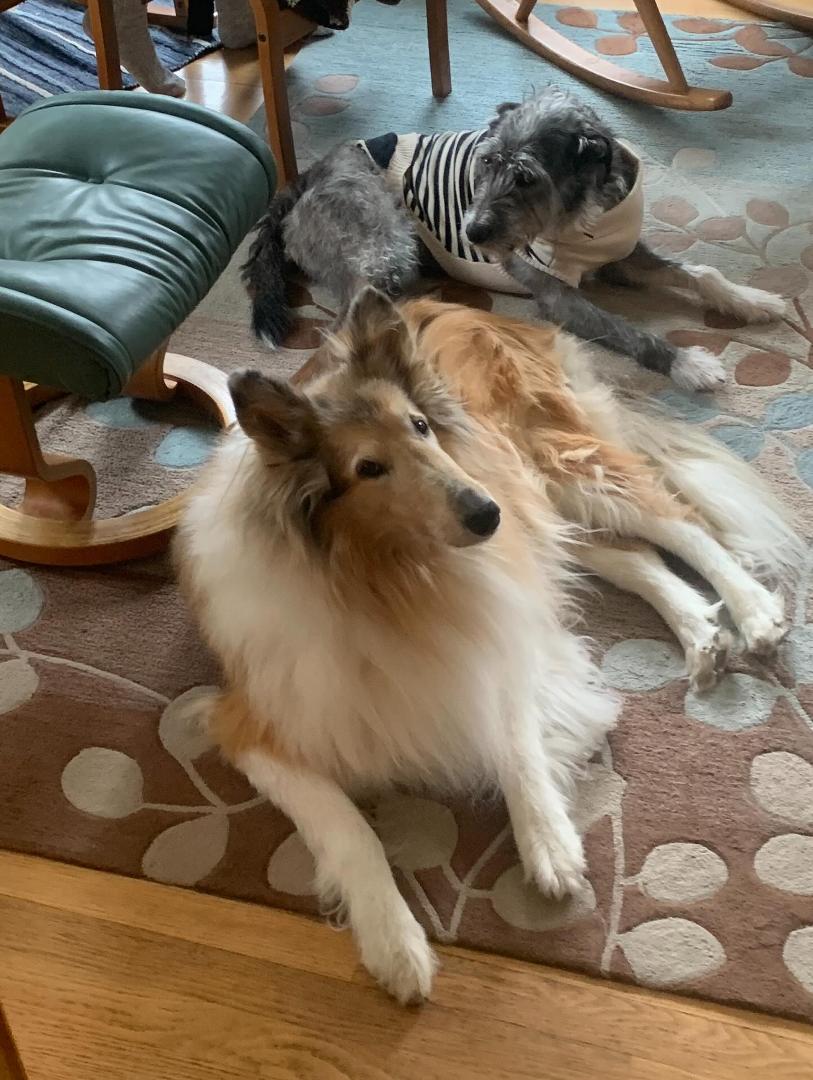 Anna, Patrick and Arrow are visiting. Arrow is new to the Lodi house. We both decided chilling until treats is the proper protocol. #treats #protocol #lodi #lodiwi #puppyfun #dogsofwisconsin #wisconsindogs #puppylove