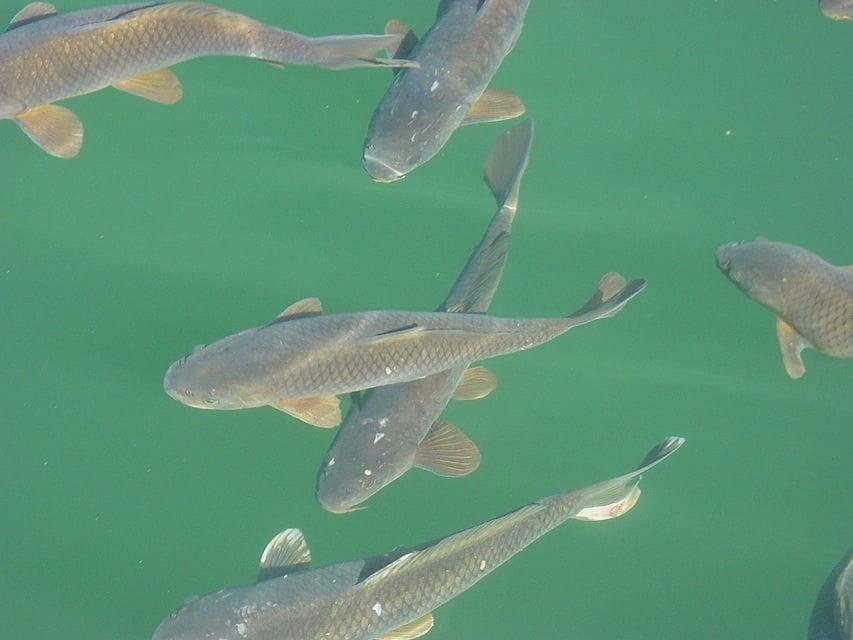 Mel Melvin Turner Sr this look like the fish?