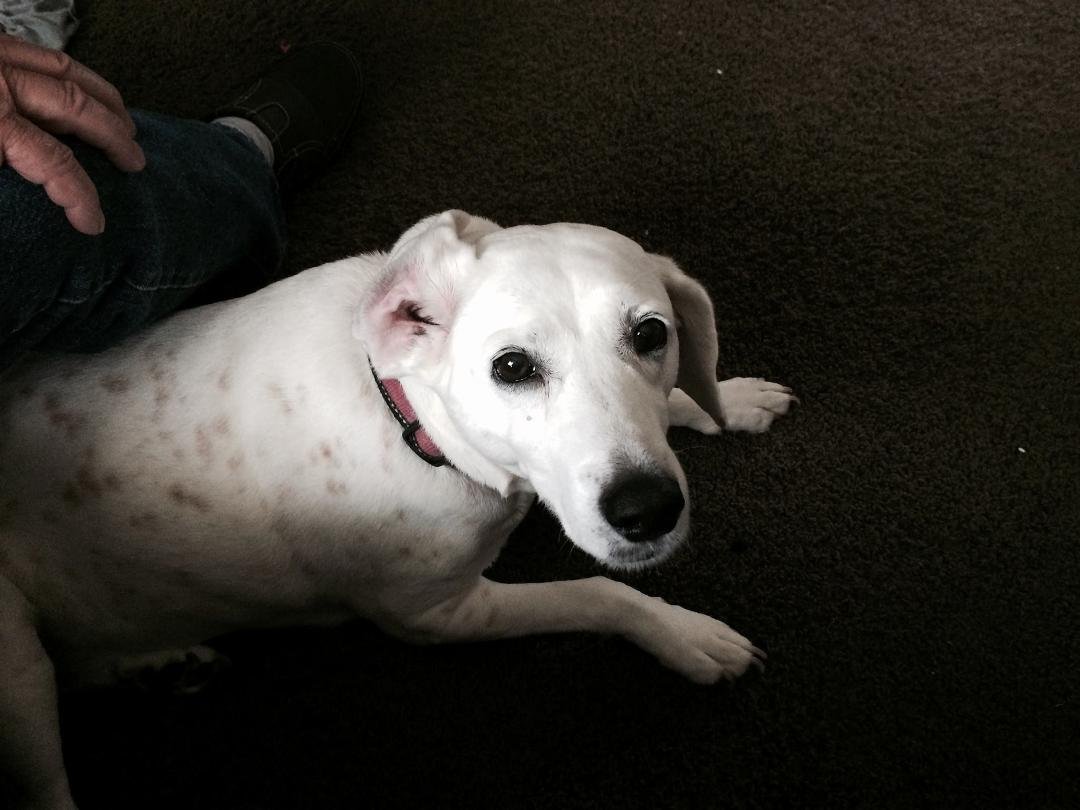 My Grand -Puppy, Puka!