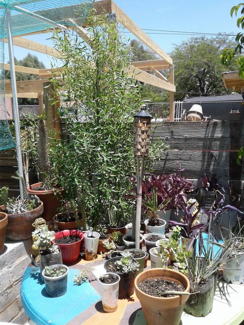 I've had this curly willow about a year in large pot.
