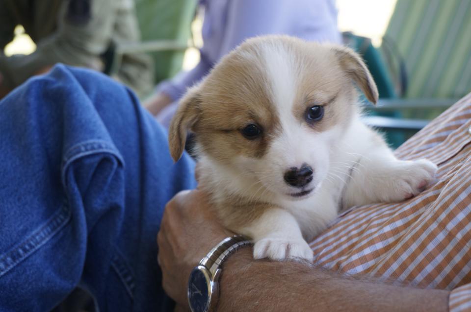 Meeting our new puppy Scarlett for the first time...we bring her home on 2 November.