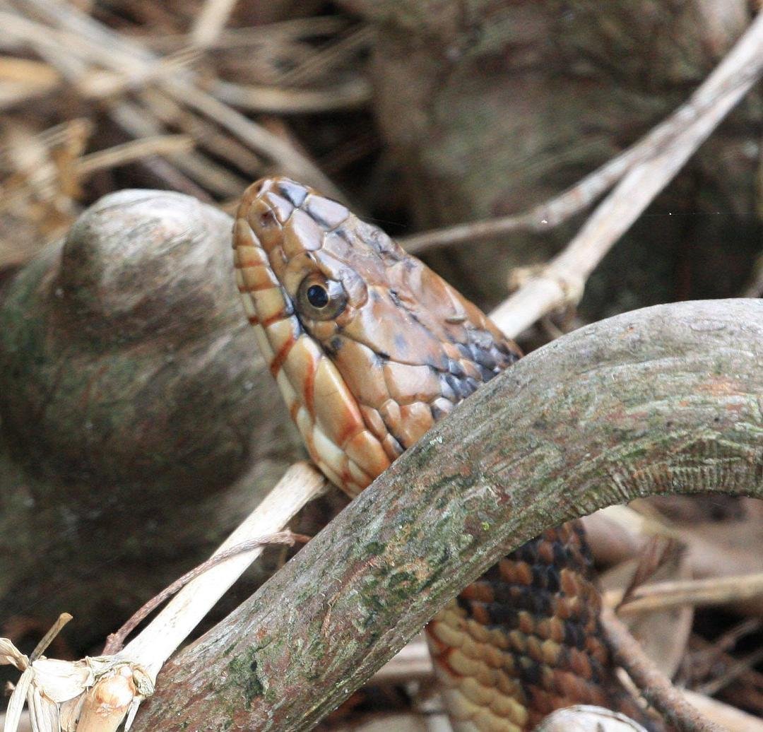 Ted Johnson's album, Florida Water Snake