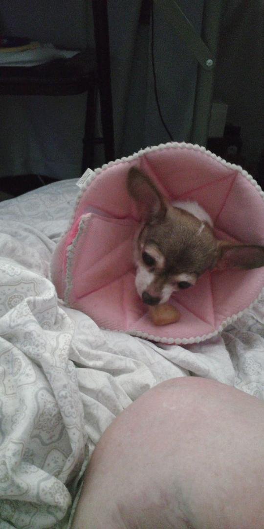 Sugar is going to town with her peanut/banana treat.